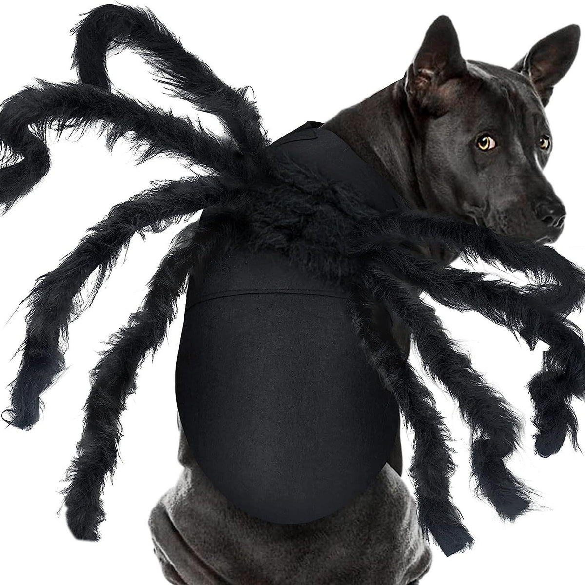 Pet Bat Wings Prop